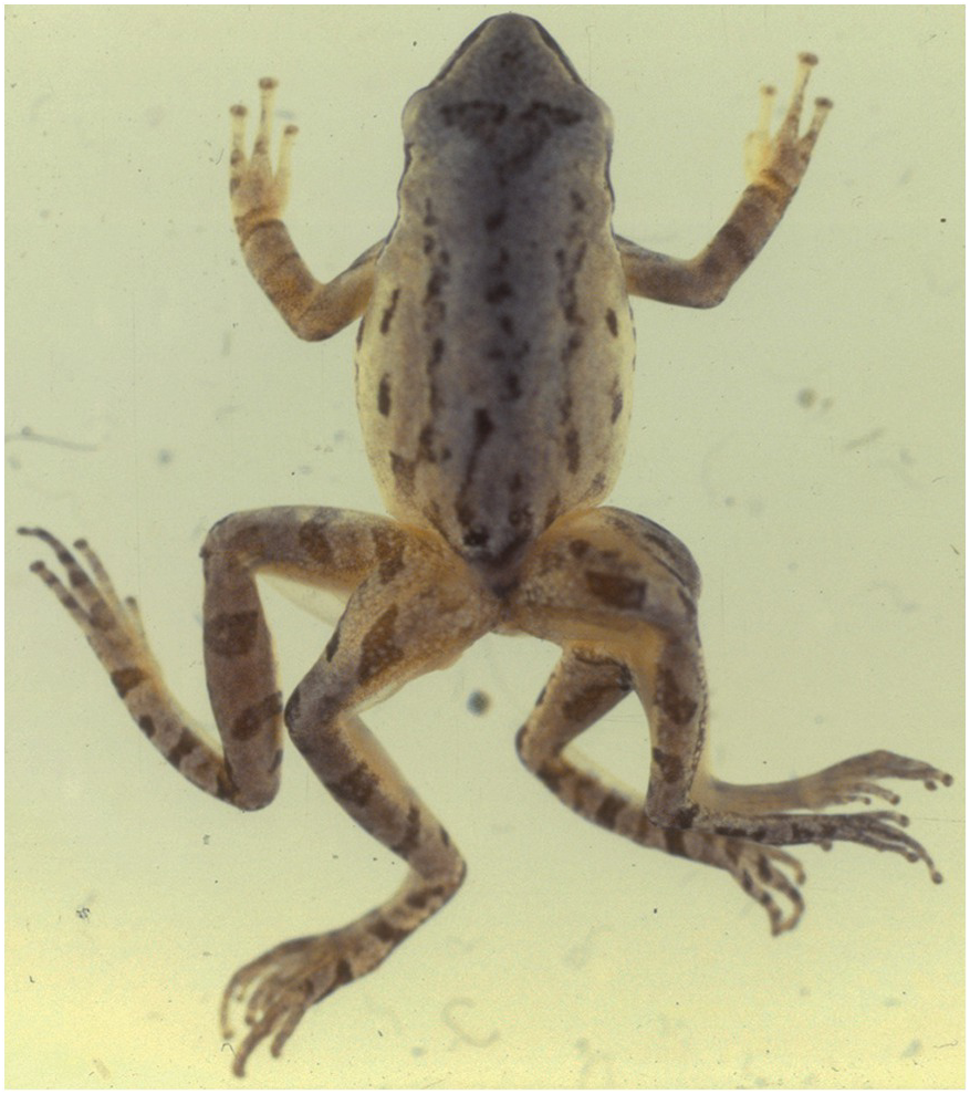 Animals in Winter: Northern Red-Legged Frog | SHADOW