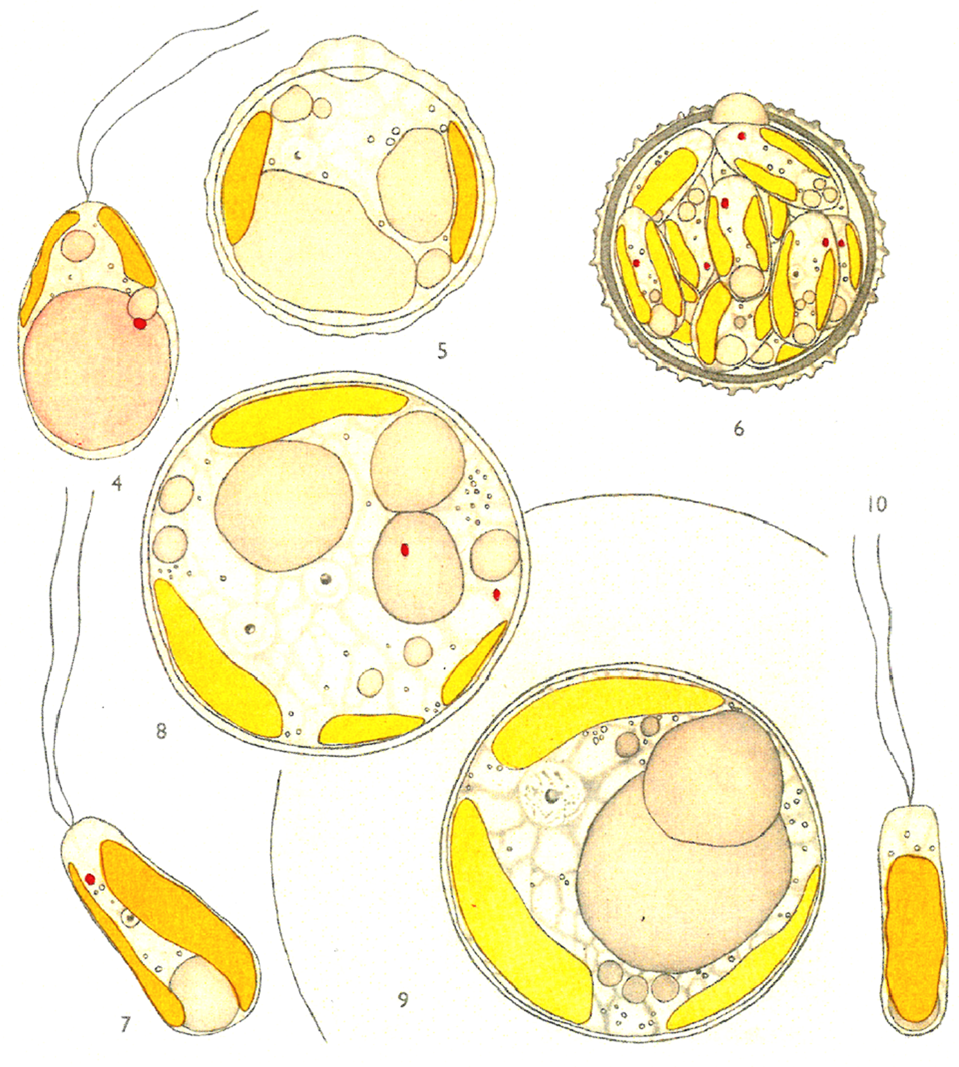 The history of the Journal of the Marine Biological Association of the  United Kingdom and the influence of the publication on marine research |  Journal of the Marine Biological Association of the