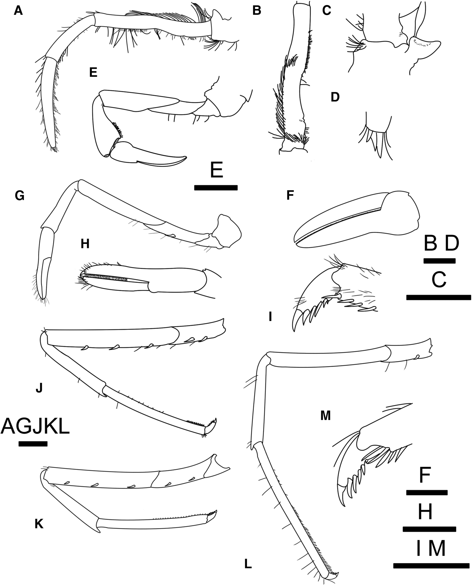 A new species of Alvinocaris (Crustacea: Decapoda: Caridea ...