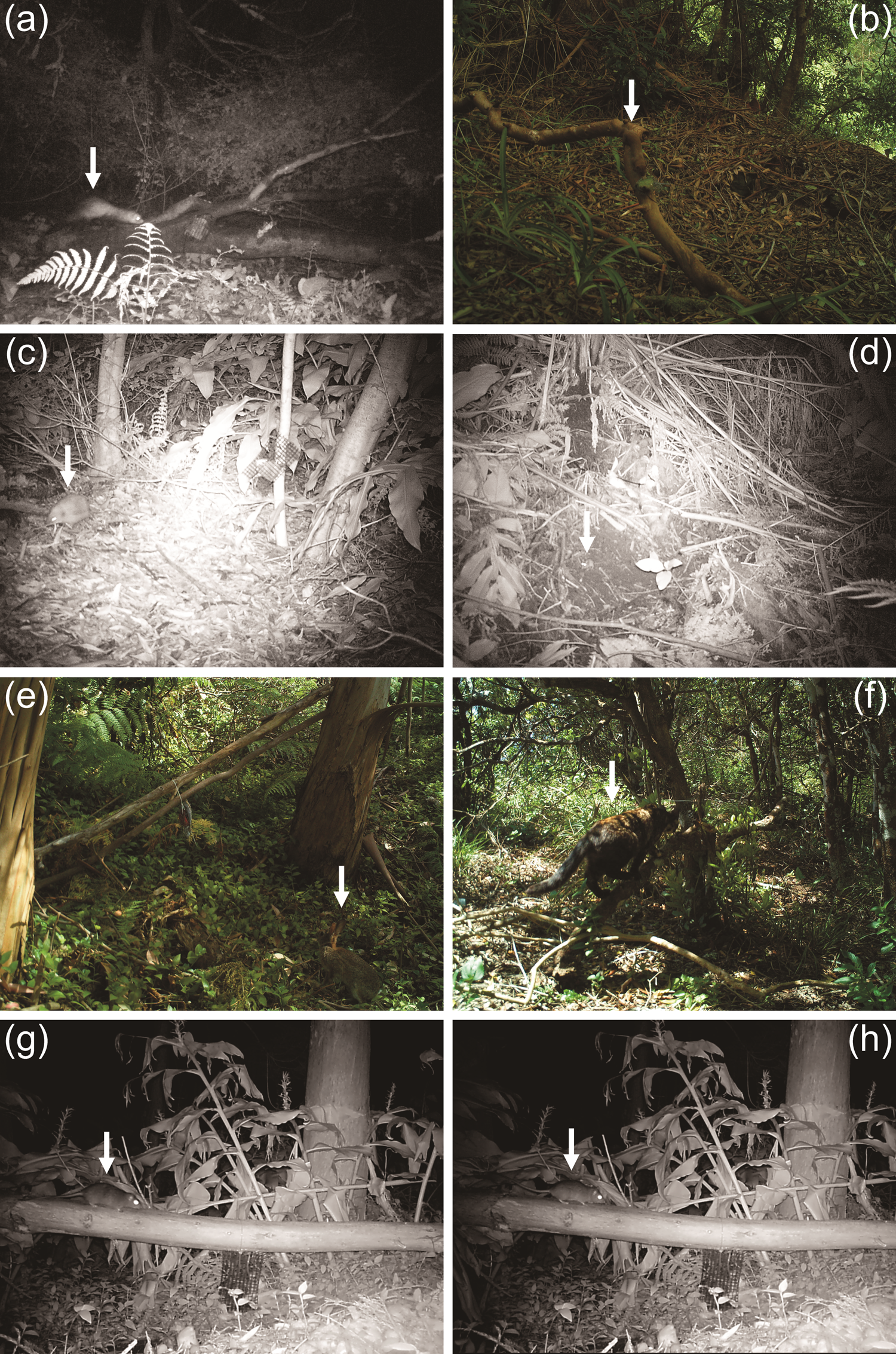 camera trap cost