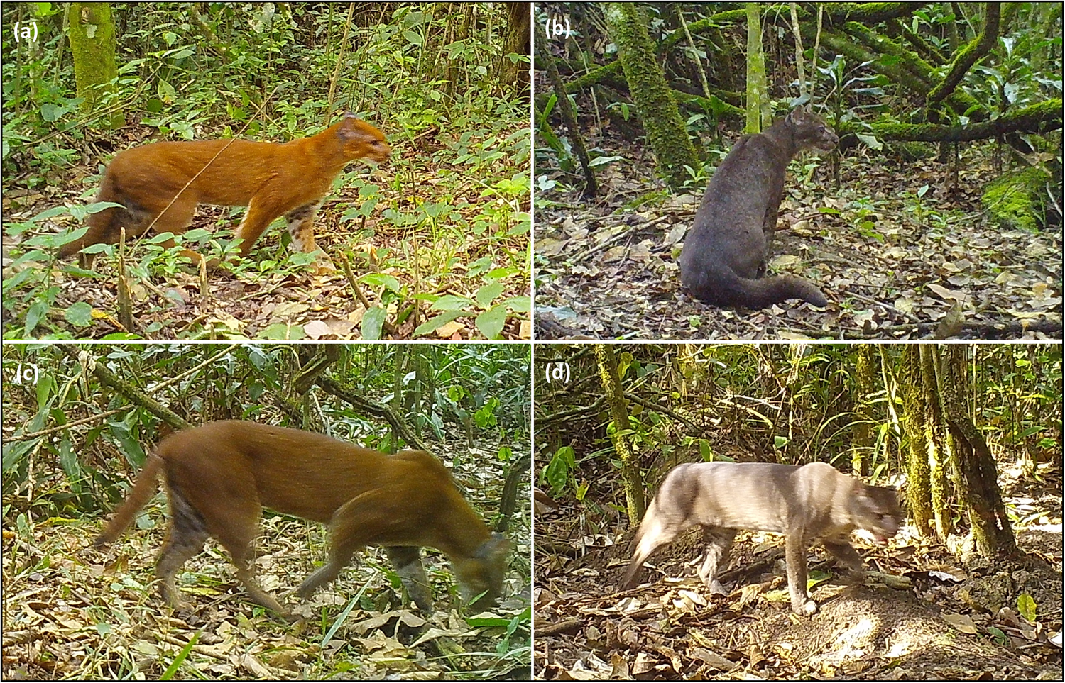 african golden cat