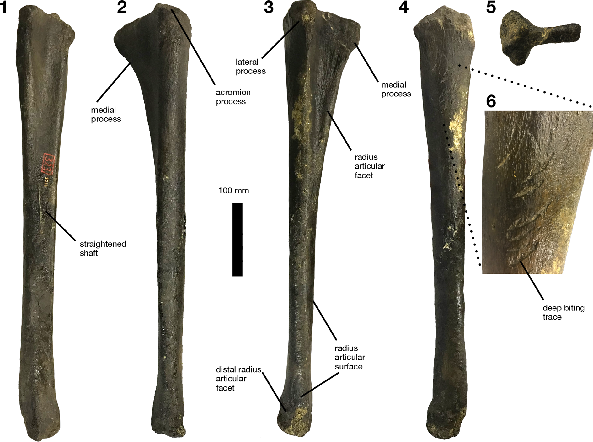 Helplessness roll Traffic jam An elongate hadrosaurid forelimb with biological traces informs the  biogeography of the Lambeosaurinae | Journal of Paleontology | Cambridge  Core