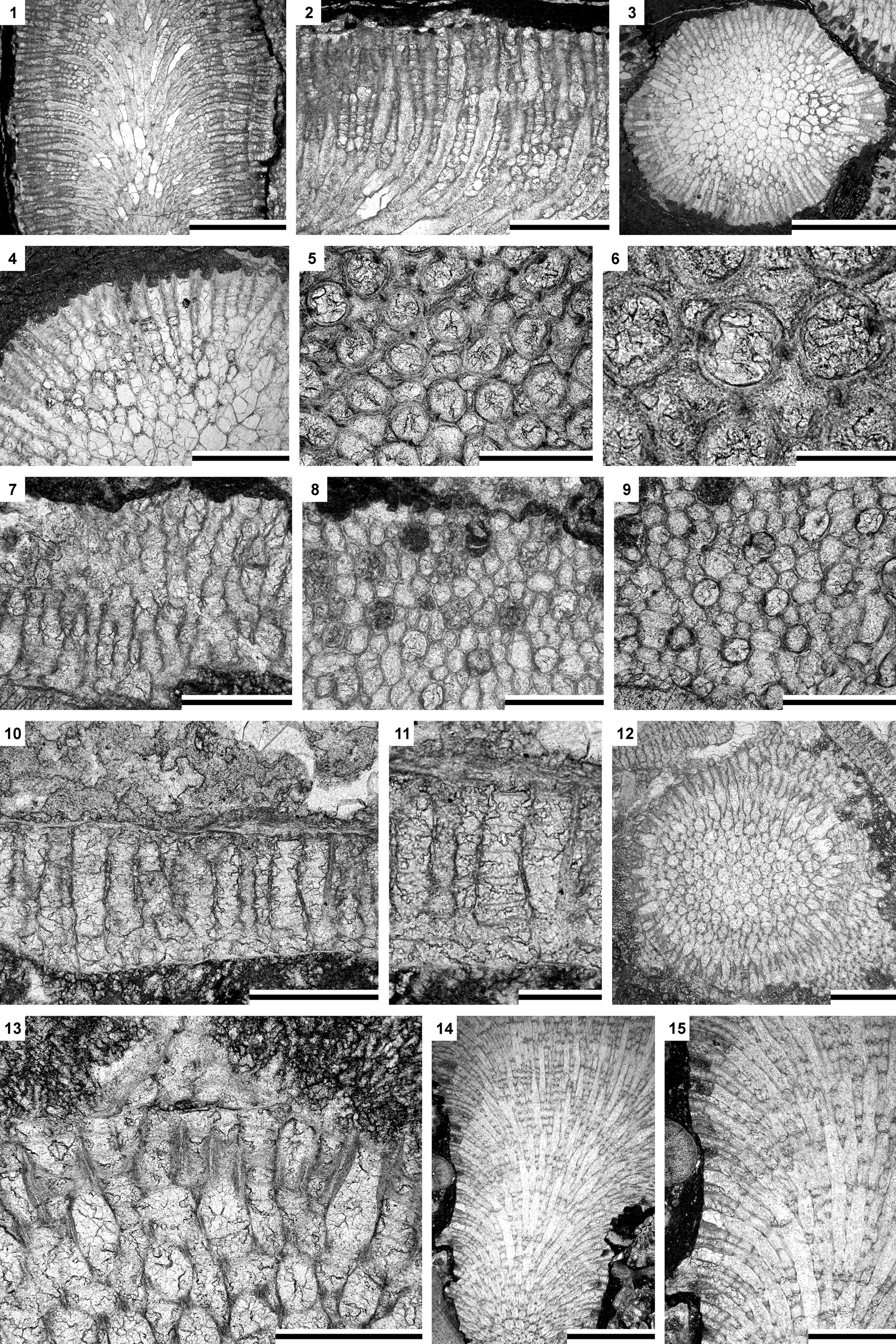 Bryozoans from the lower Silurian (Telychian) Hanchiatien 