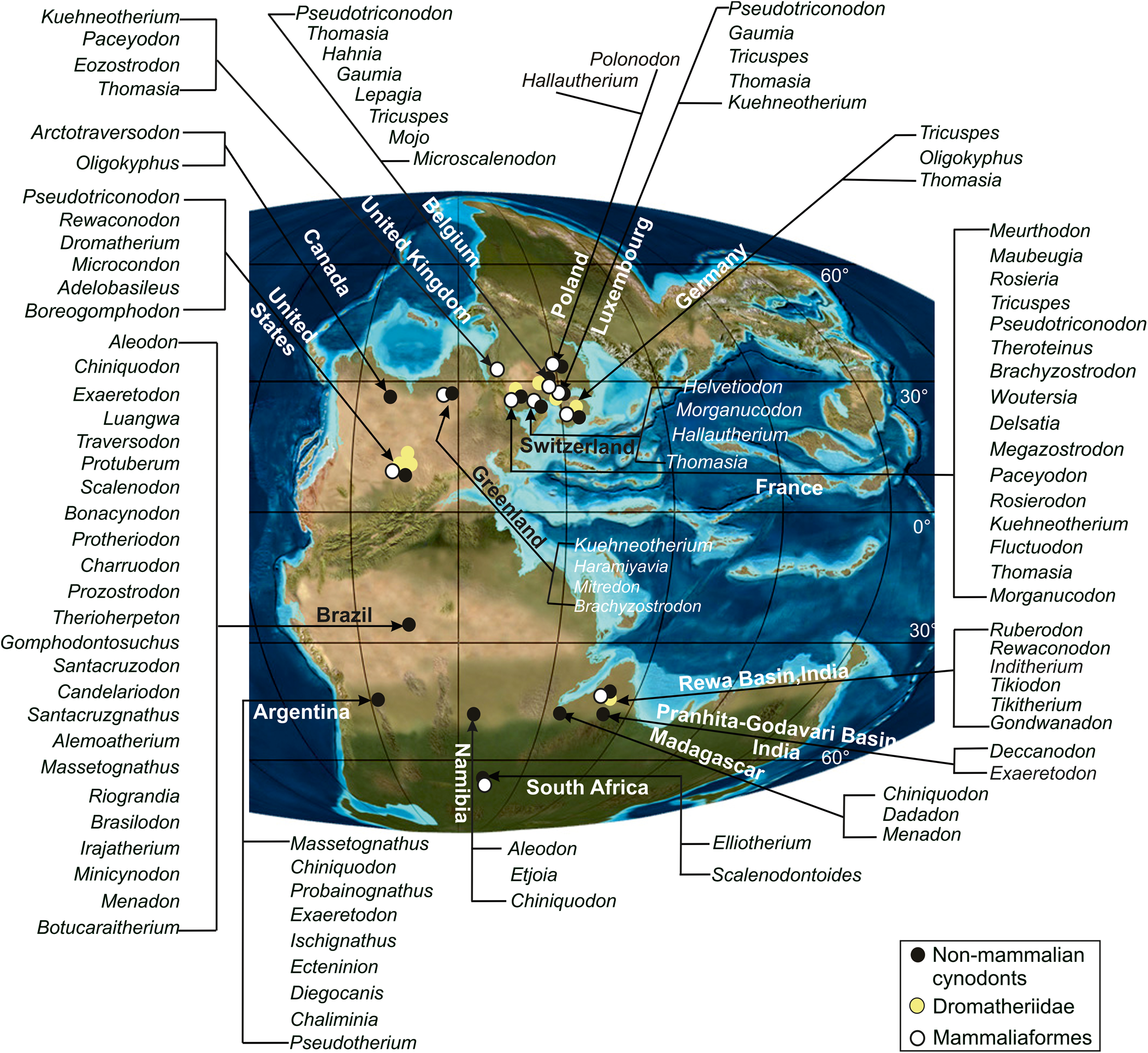 Mammalian Evolution and Triassic Cynodonts