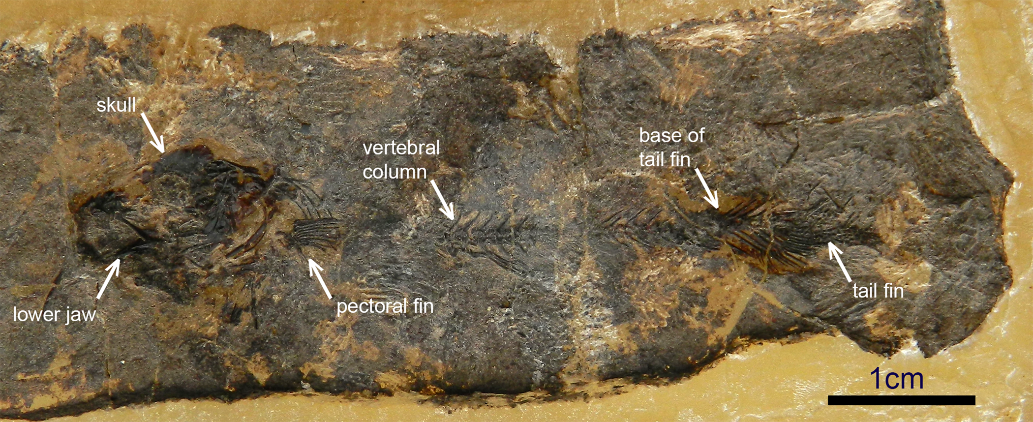 Darwin and Fishes — Paleontological Research Institution