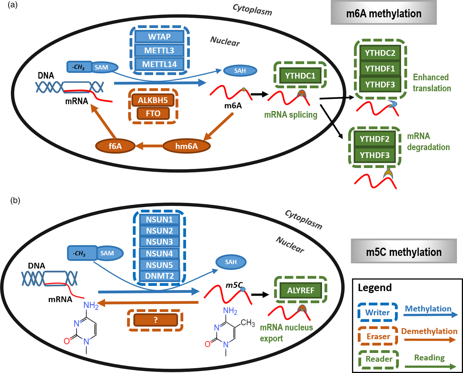 Methylation Multiplicity And Its Clinical Values In Cancer 