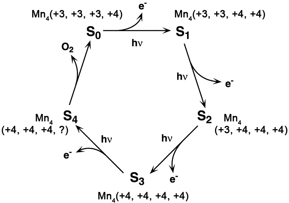 The photogeochemical cycle of Mn oxides on the Earth's surface 