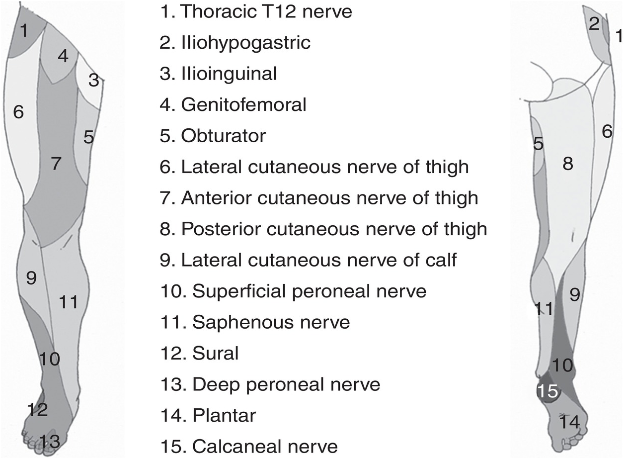 popliteal nerve block distribution