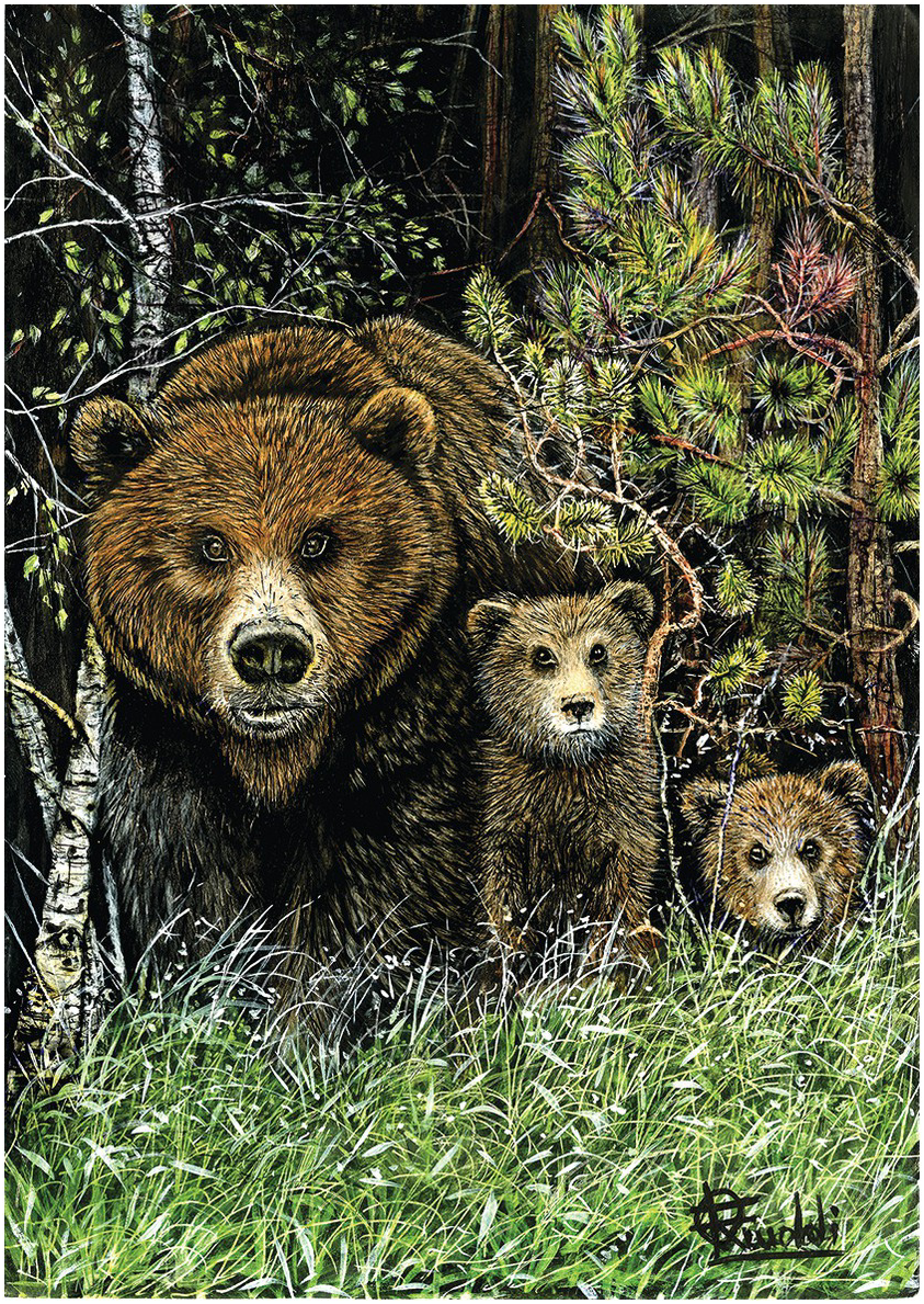 grizzly bear shields amazon