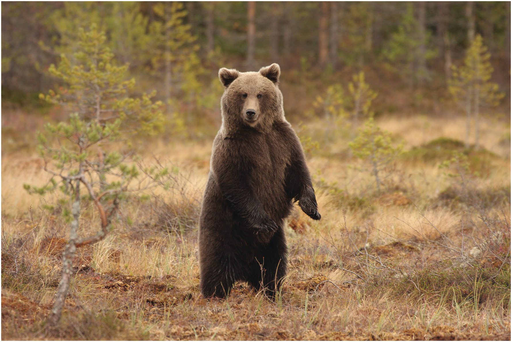 grizzly bear shields 320