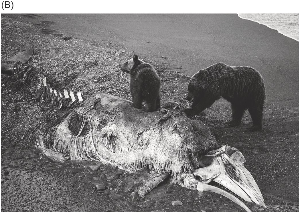 Full article: Evidence of seed germination in scats of the Asiatic Black  Bear Ursus thibetanus in Iran (Mammalia: Carnivora)