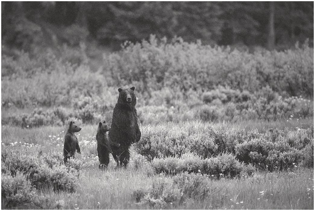 Brown Bear - Ursus arctos - NatureWorks