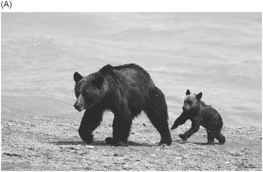 Bear Attacks Statistics – Global Pandemonium Perspective