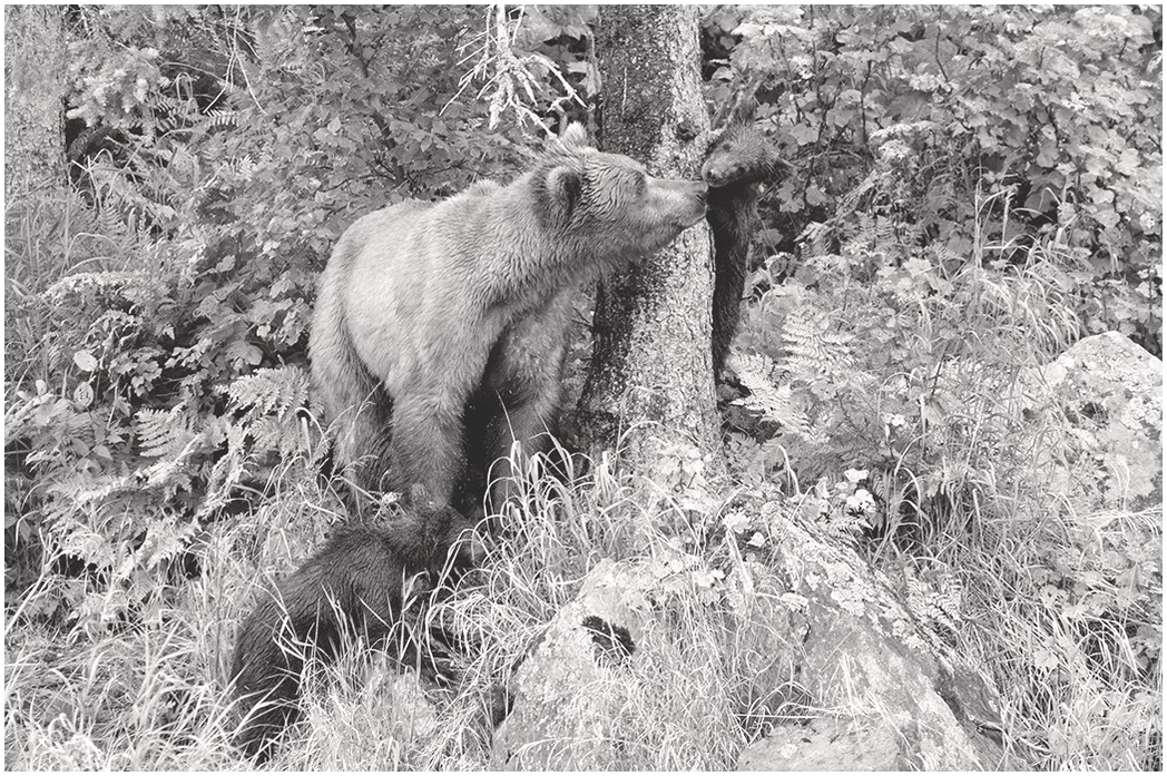 grizzly bear shields amazon