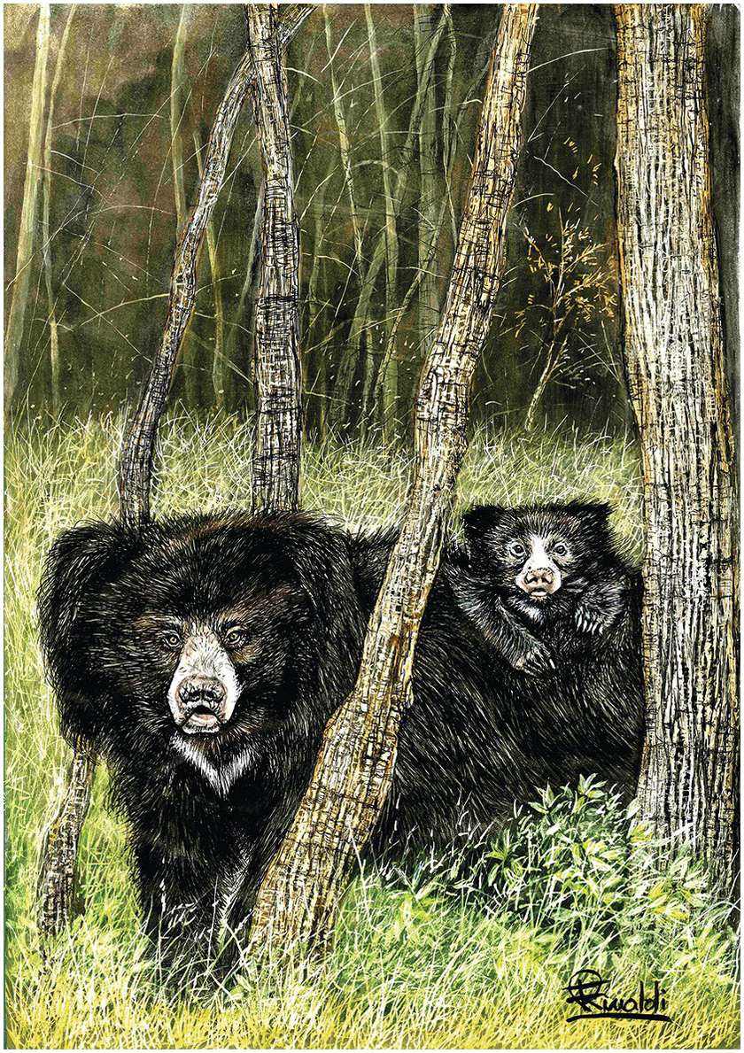Xxx Animal Bhalu Hd Video - Species Accounts (Part II) - Bears of the World