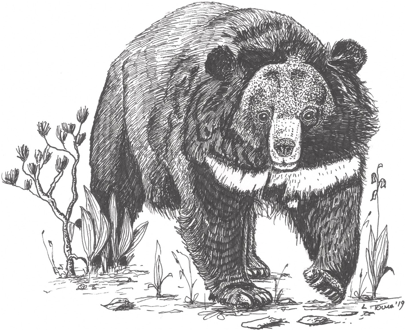 Asiatic Black Bear Endangered Wildlife Cartoon Retro Drawing Stock Photo   Alamy
