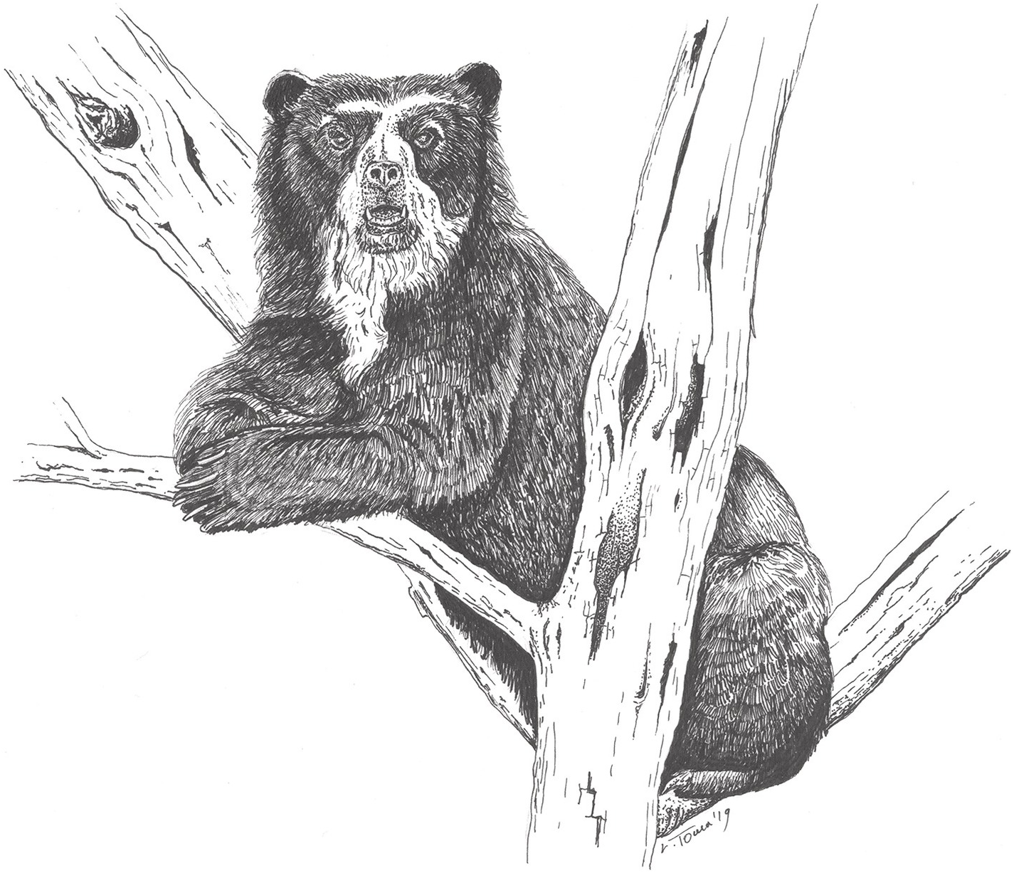 Andean Bear Tremarctos Ornatus Chapter 7 Bears Of The World