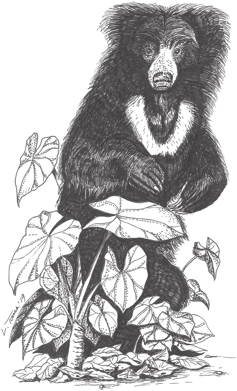 Sloth Bear Melursus ursinus Dimensions  Drawings  Dimensionscom