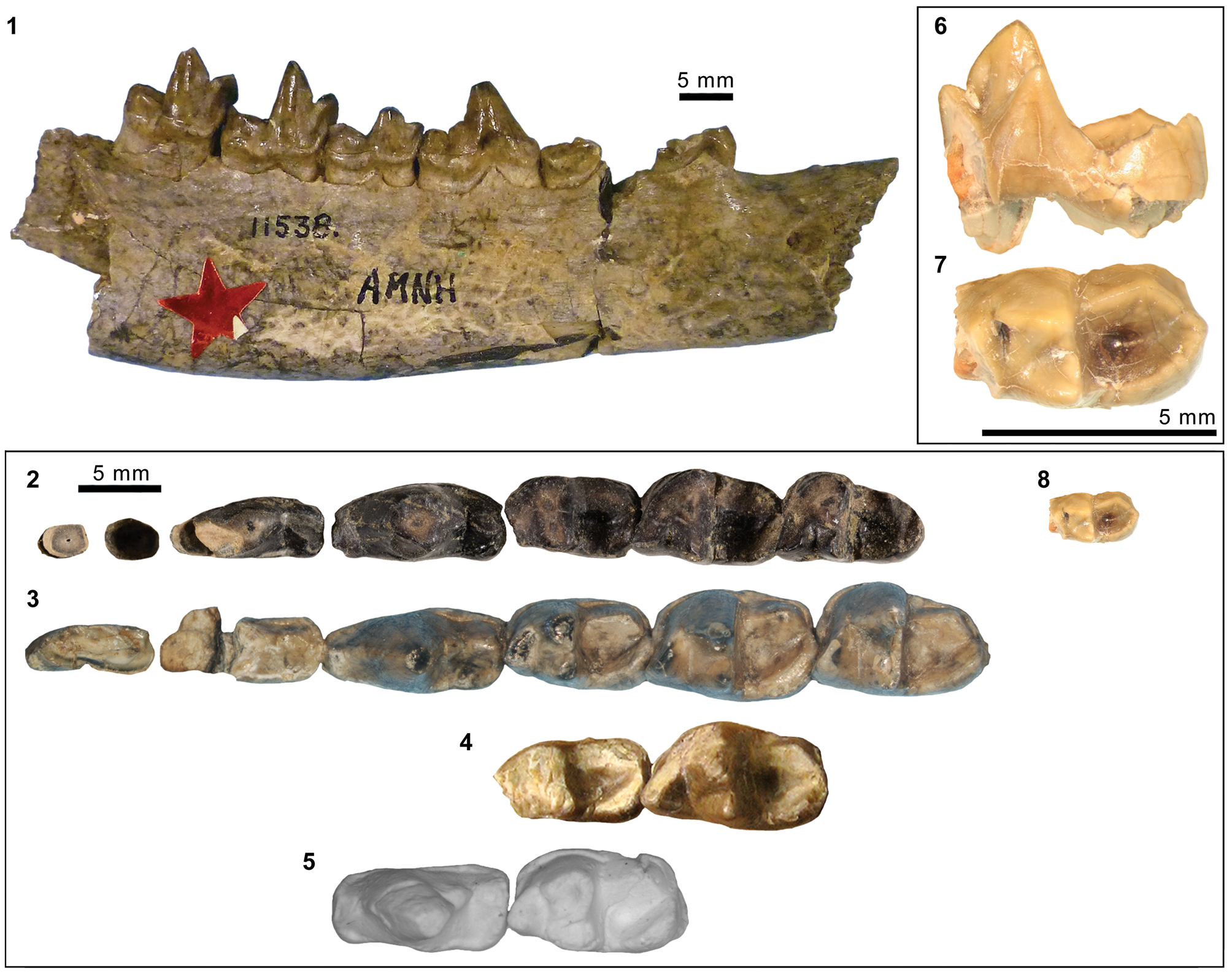 Carnivorous mammals from the middle Eocene Washakie Formation, Wyoming,  USA, and their diversity trajectory in a post-warming world, Journal of  Paleontology