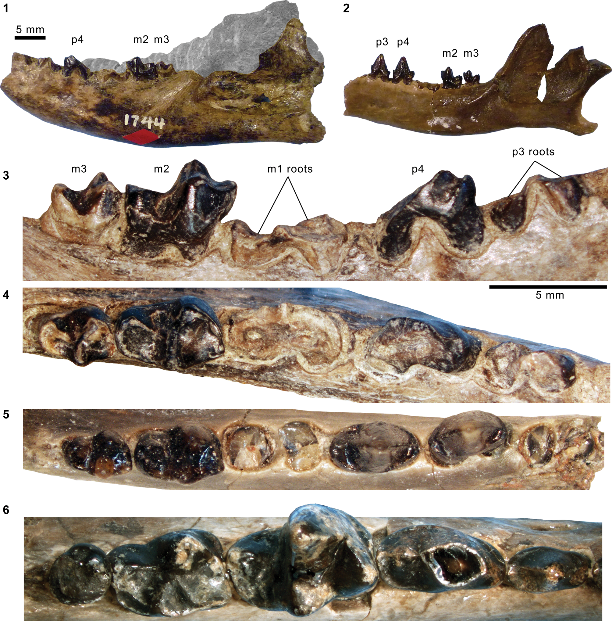 Carnivorous mammals from the middle Eocene Washakie Formation, Wyoming,  USA, and their diversity trajectory in a post-warming world, Journal of  Paleontology