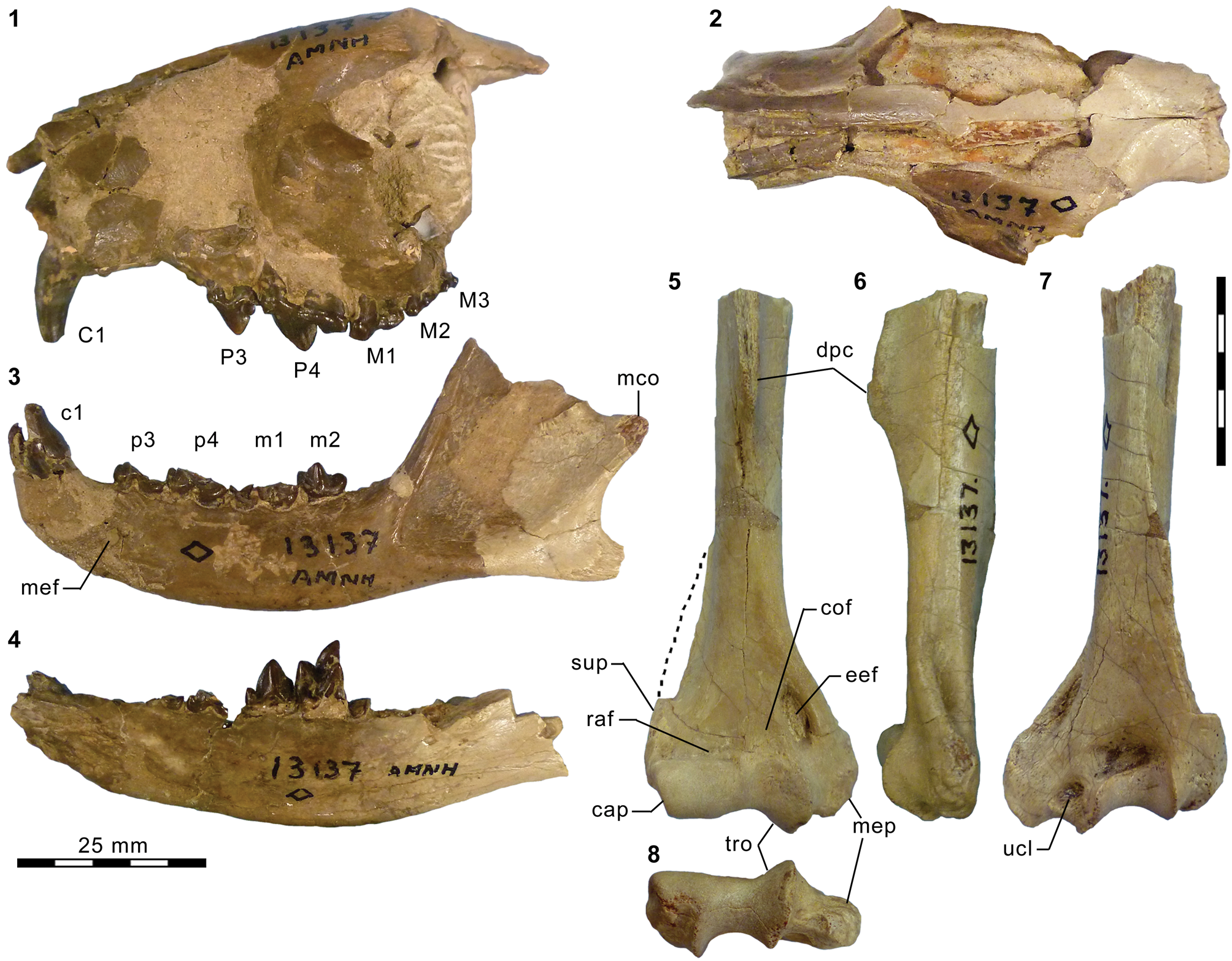 Carnivorous mammals from the middle Eocene Washakie Formation, Wyoming,  USA, and their diversity trajectory in a post-warming world, Journal of  Paleontology