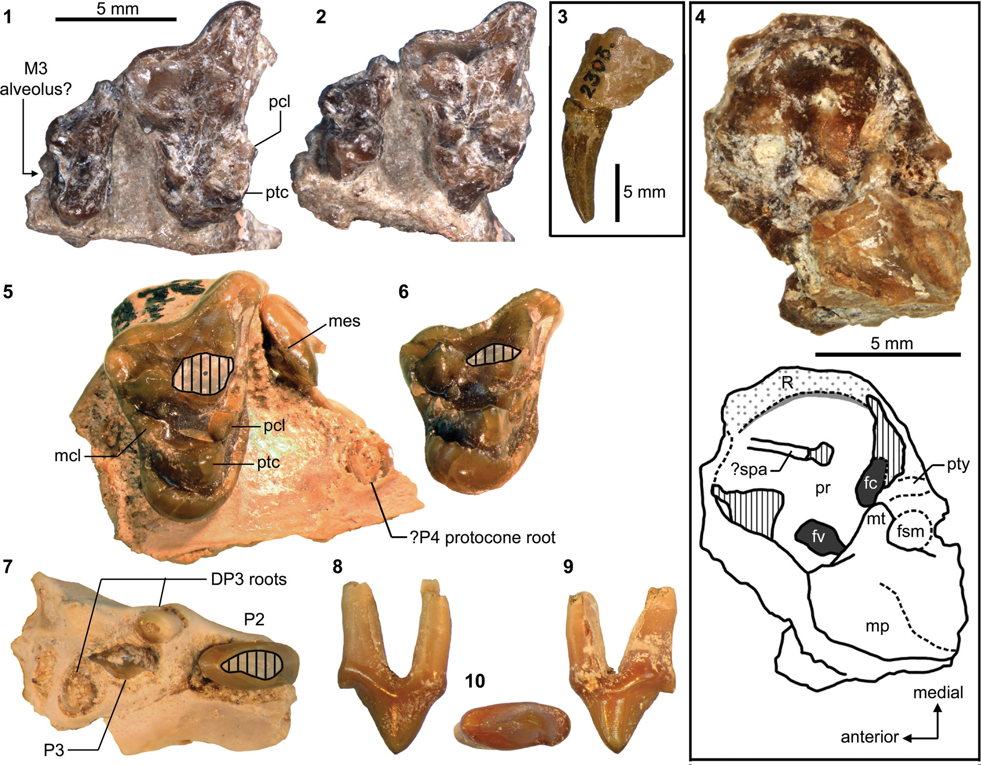 Carnivorous mammals from the middle Eocene Washakie Formation, Wyoming,  USA, and their diversity trajectory in a post-warming world, Journal of  Paleontology