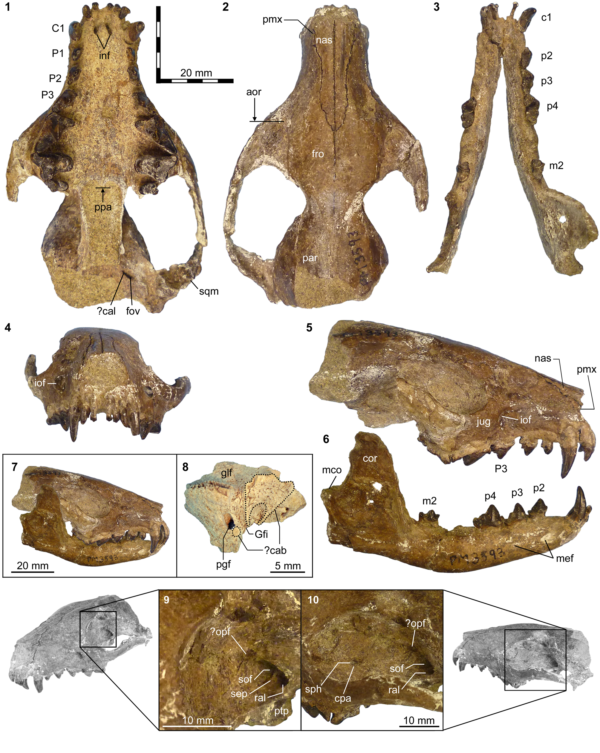 Carnivorous mammals from the middle Eocene Washakie Formation, Wyoming,  USA, and their diversity trajectory in a post-warming world, Journal of  Paleontology