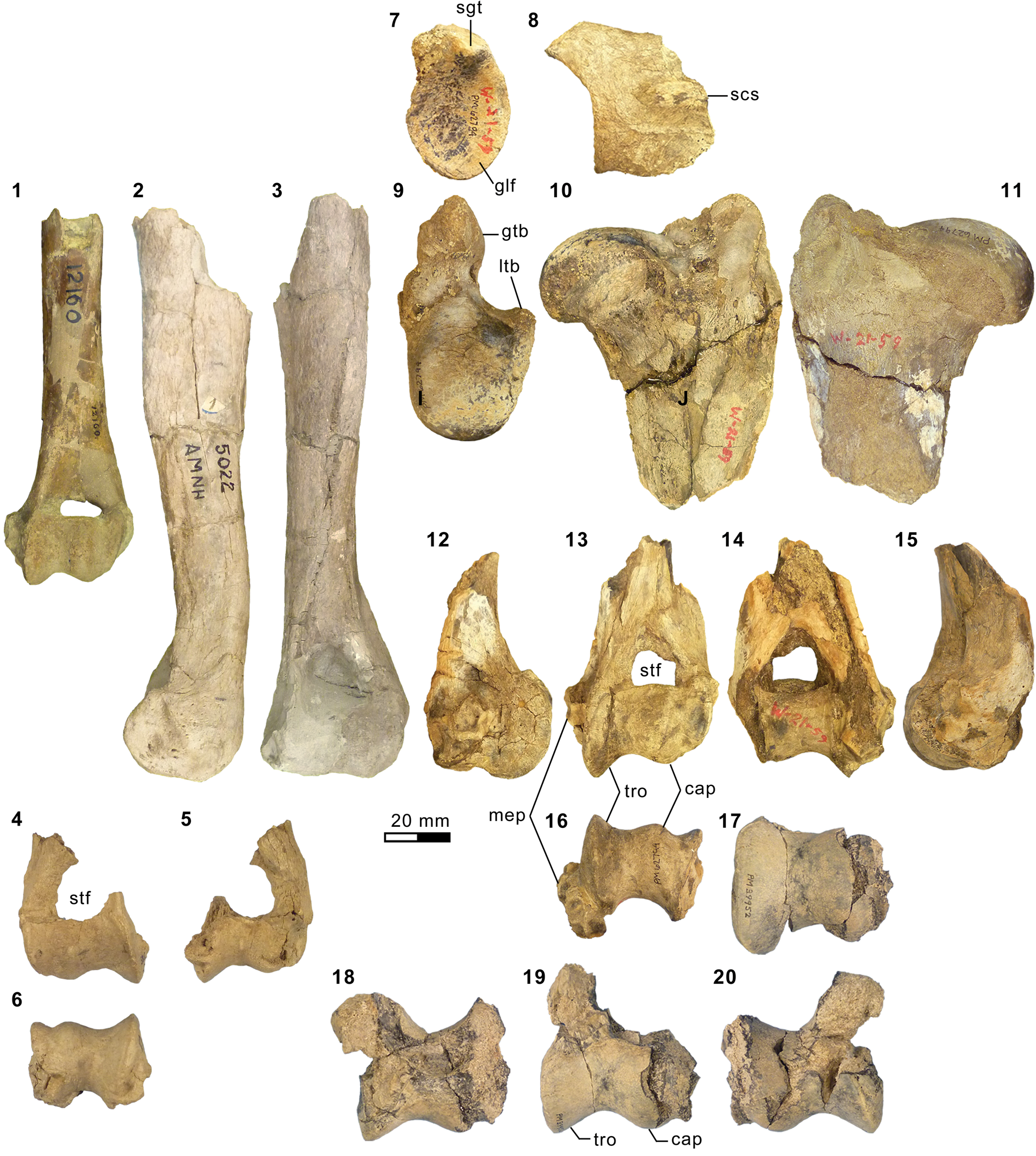 Carnivorous mammals from the middle Eocene Washakie Formation, Wyoming,  USA, and their diversity trajectory in a post-warming world, Journal of  Paleontology
