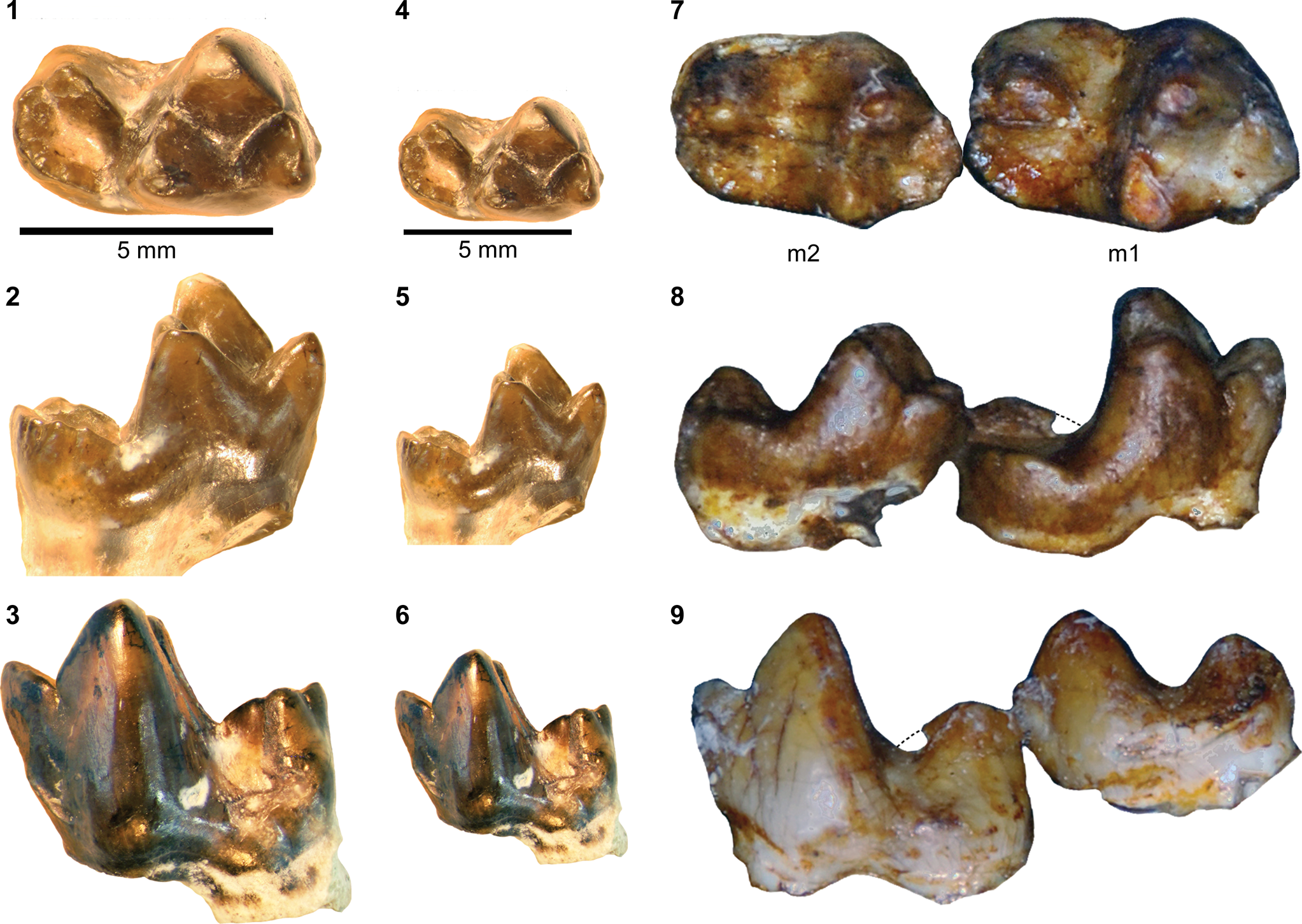 Carnivorous mammals from the middle Eocene Washakie Formation, Wyoming,  USA, and their diversity trajectory in a post-warming world, Journal of  Paleontology