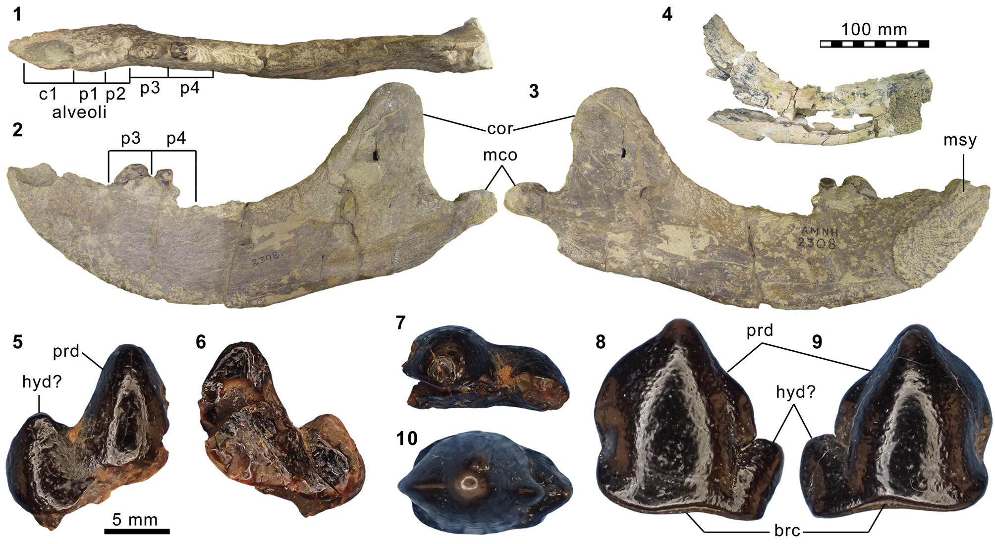 Carnivorous mammals from the middle Eocene Washakie Formation, Wyoming,  USA, and their diversity trajectory in a post-warming world, Journal of  Paleontology