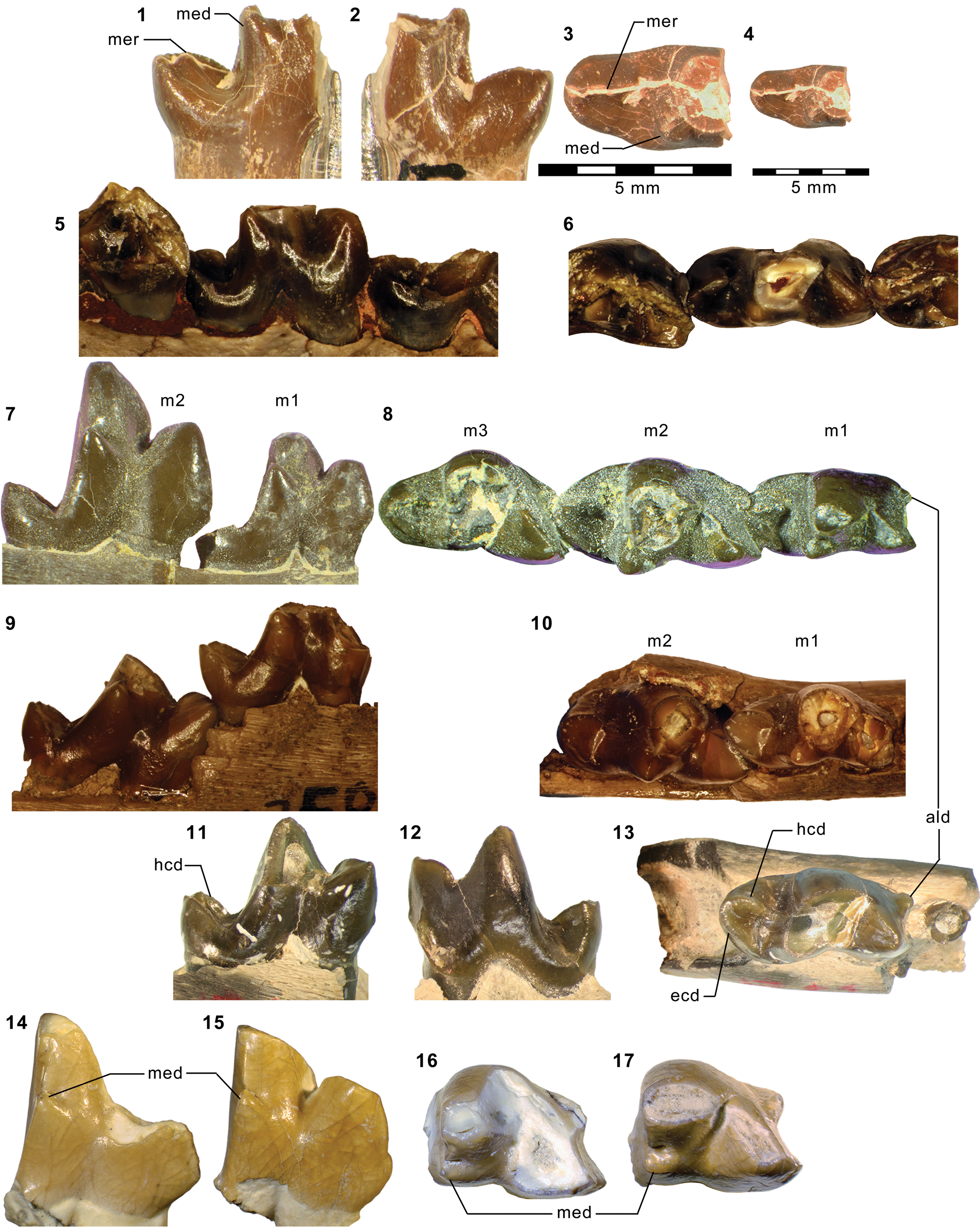 Carnivorous mammals from the middle Eocene Washakie Formation, Wyoming,  USA, and their diversity trajectory in a post-warming world | Journal of  Paleontology | Cambridge Core