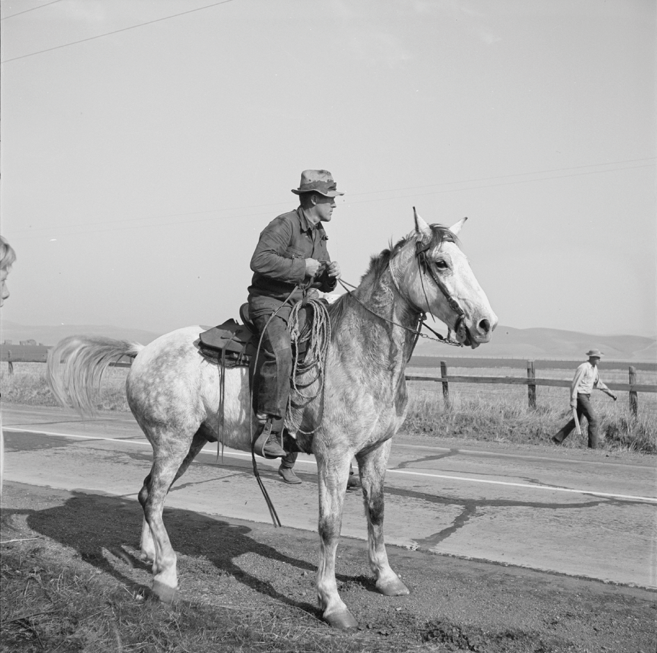 Becoming Animal Theories Of Mind In The Red Pony Chapter 4 Reclaiming John Steinbeck