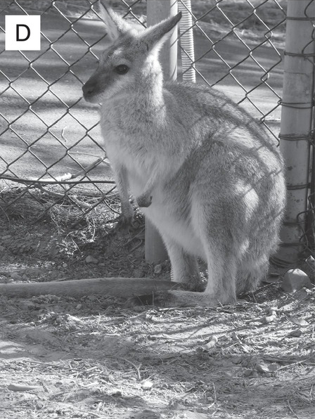 East Urban Home 'Eastern Gray Kangaroo Mother with Joey, Australia' Photographic Print Format: Black Framed, Size: 24 H x 36 W