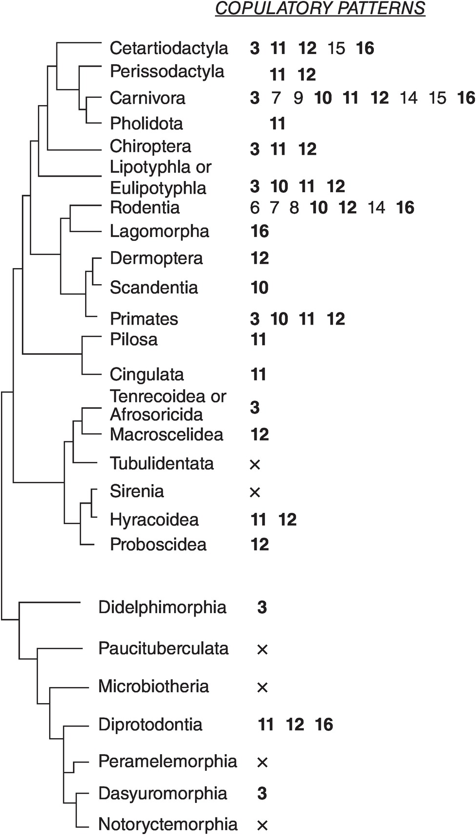 Copulatory Patterns: Phylogeny and Modes of Life (Chapter 3) - Mammalian  Sexuality