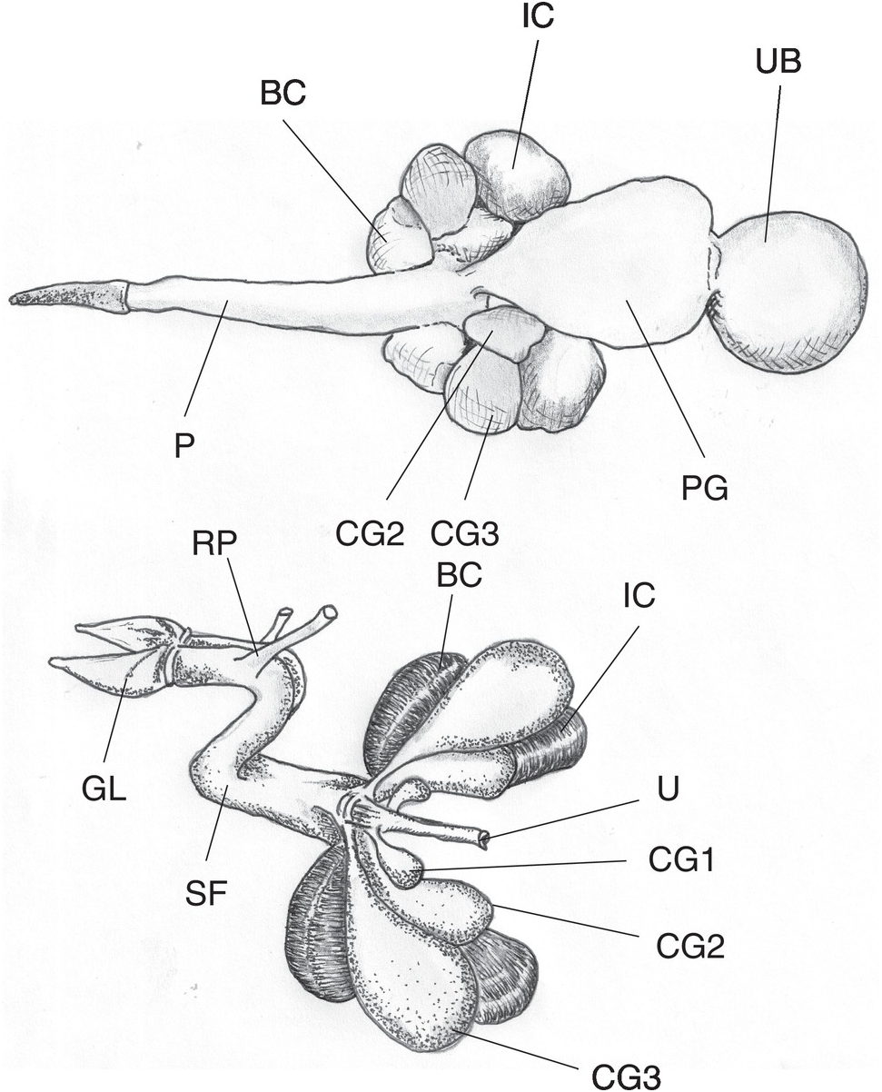 Structure of the penis of a male European hedgehog. (A) Ventrolateral