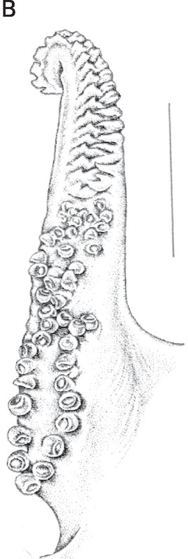 Structure of the penis of a male European hedgehog. (A) Ventrolateral