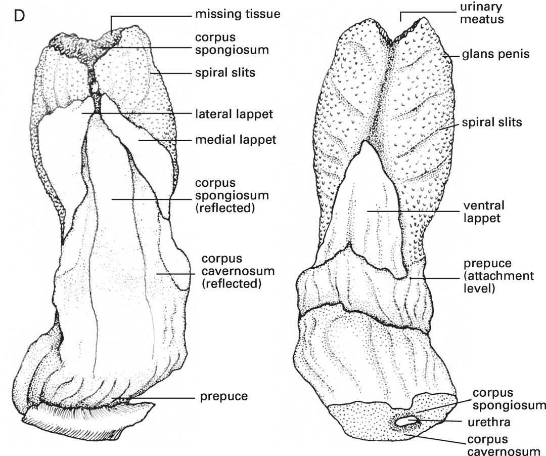 Structure of the penis of a male European hedgehog. (A) Ventrolateral