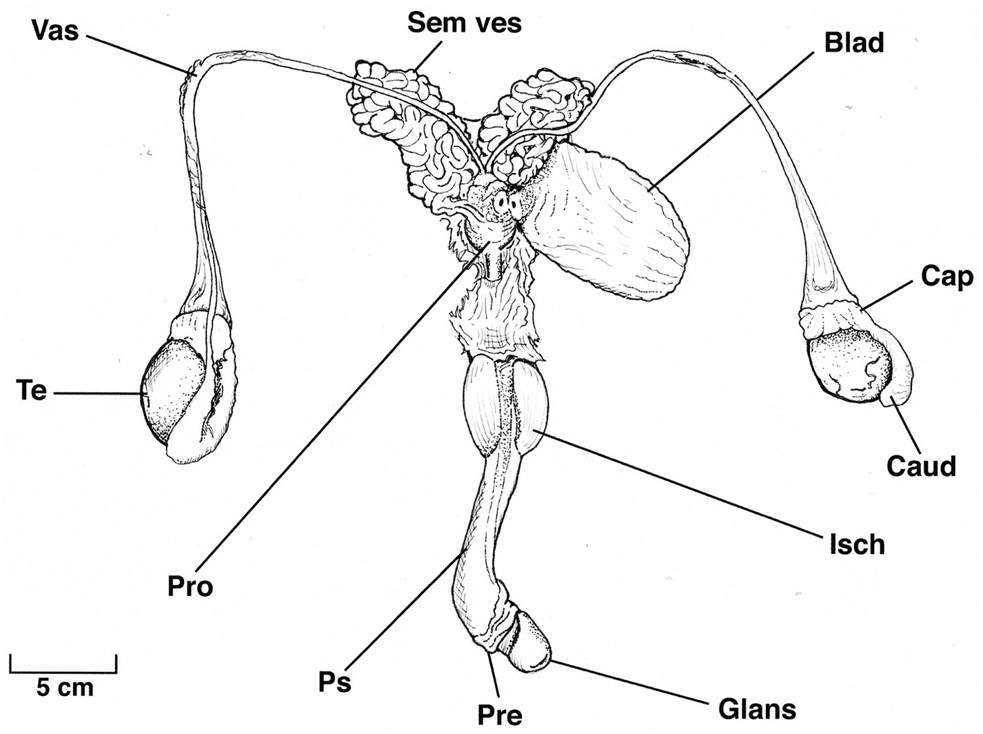 do dogs have bulbourethral glands