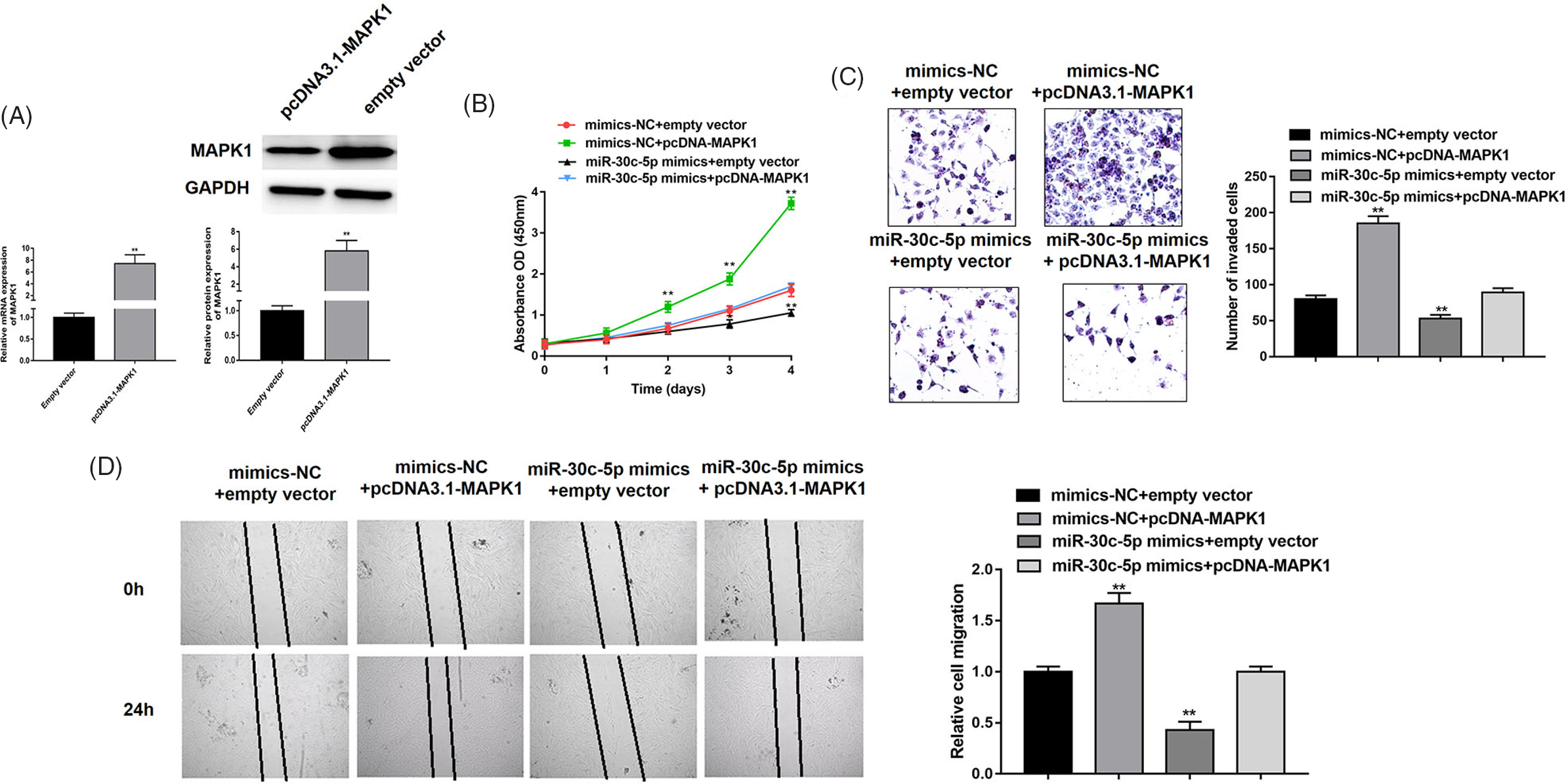 Mir 30c 5p Directly Targets Mapk1 To Regulate The Proliferation