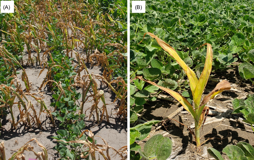 Interference And Management Of Herbicide-resistant Crop Volunteers ...