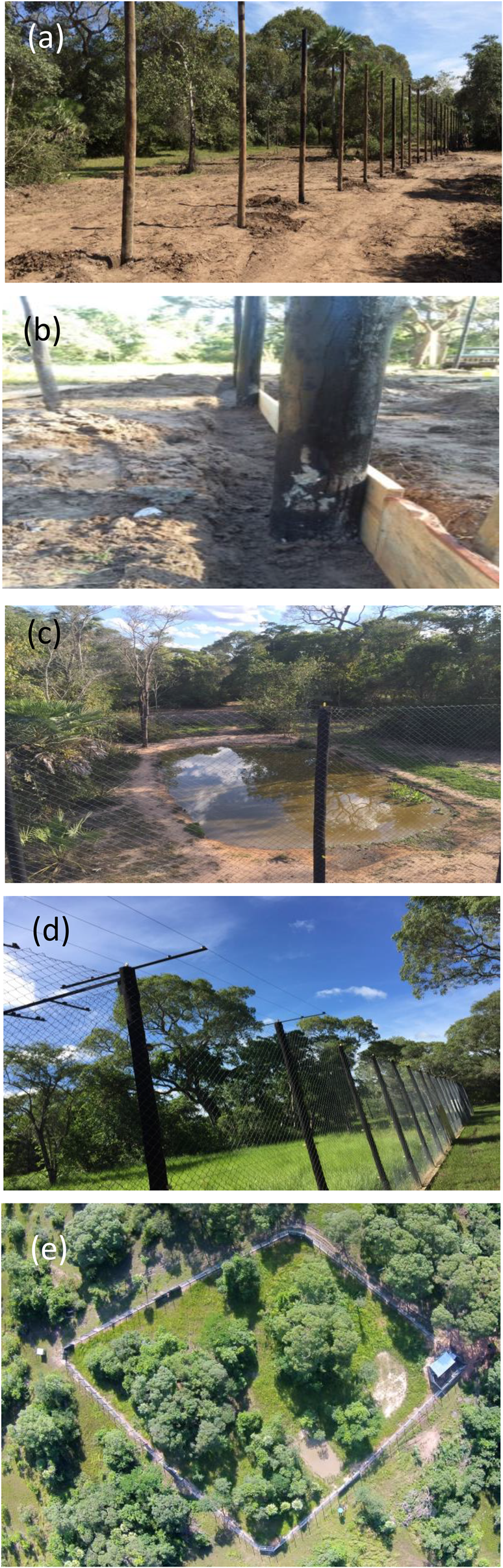 A biodiversity hotspot losing its top predator: The challenge of jaguar  conservation in the Atlantic Forest of South America