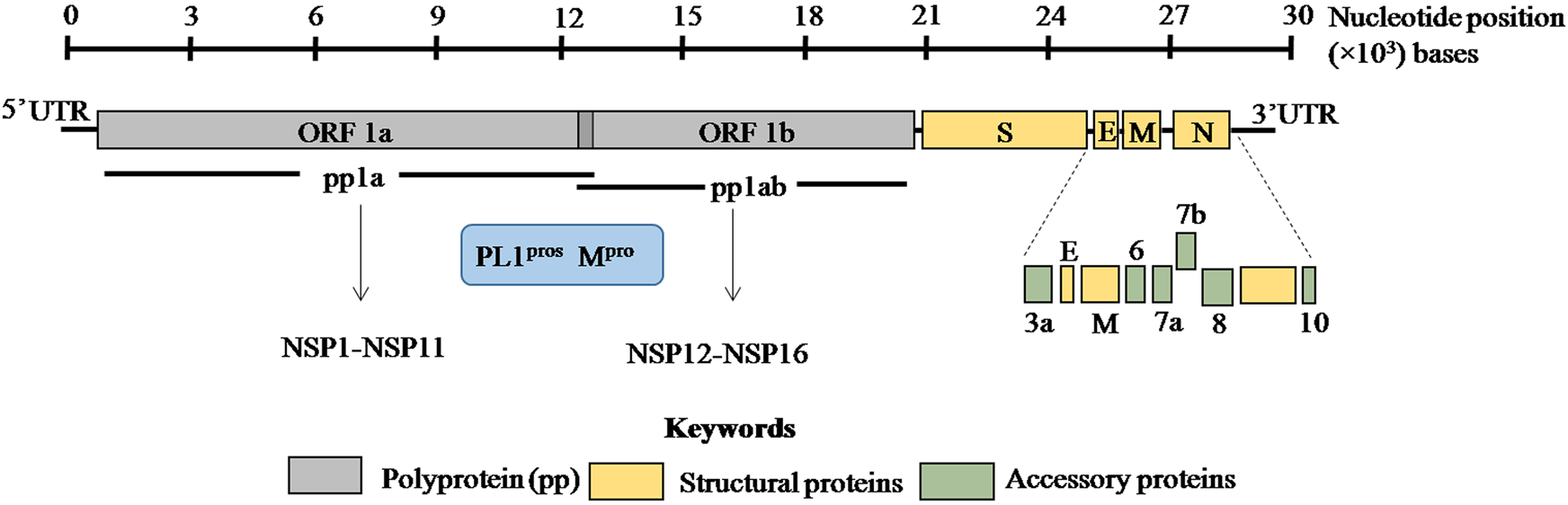 Sars-cov-2 Mutations: The Biological Trackway Towards Viral Fitness 