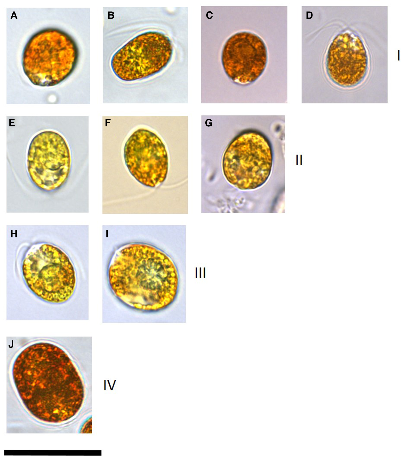 Molecular and phylogenetic analysis reveals new diversity of Dunaliella ...