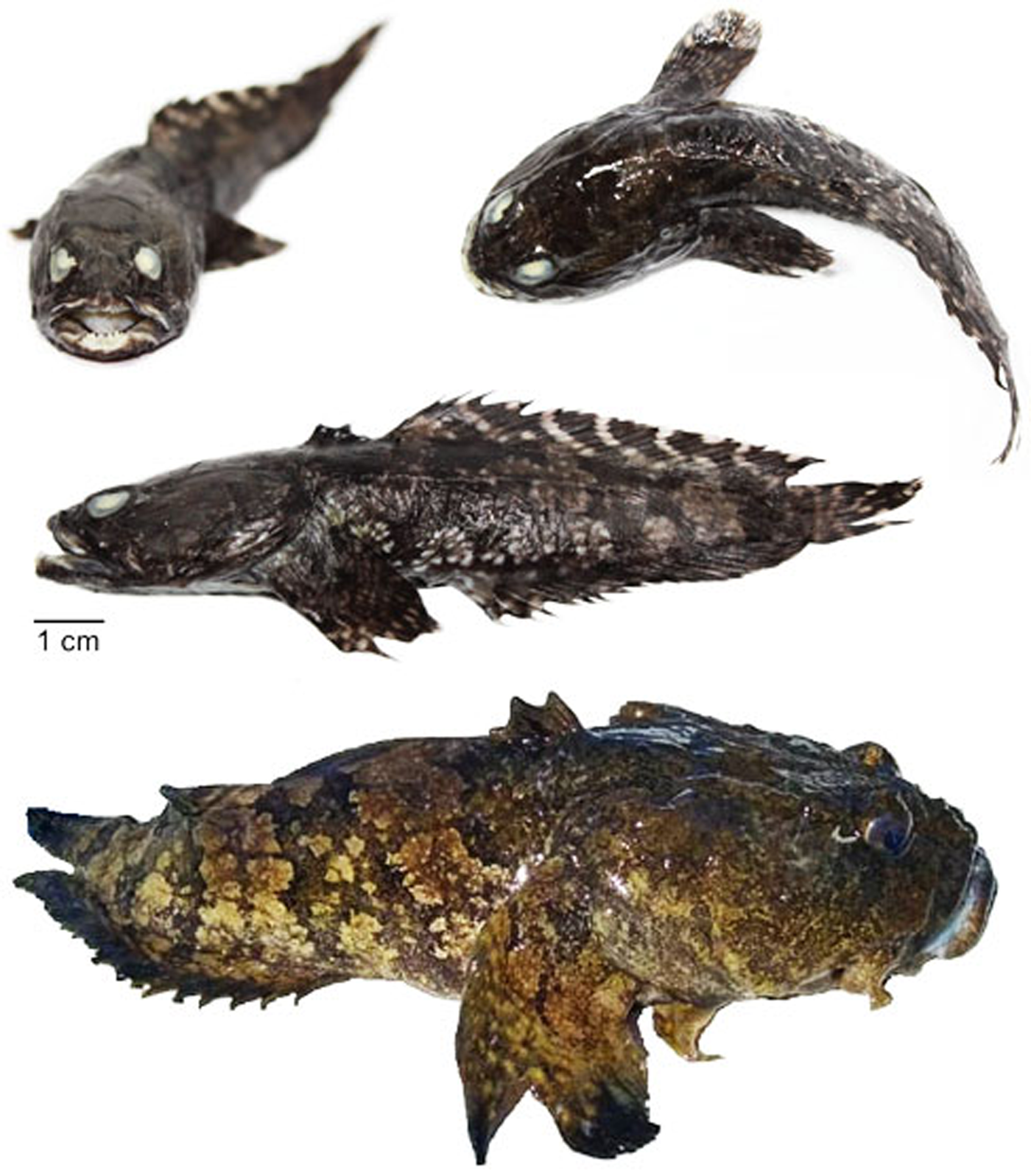 Opsanus beta (Goode & Bean, 1880) (Acanthopterygii: Batrachoididae), a  non-indigenous toadfish in Sepetiba Bay, south-eastern Brazil, Journal of  the Marine Biological Association of the United Kingdom