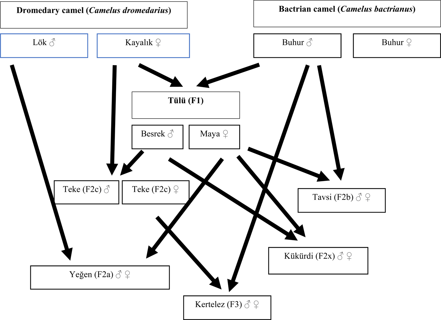 One-Humped History: The Camel as Historical Actor in the Late Ottoman  Empire, International Journal of Middle East Studies