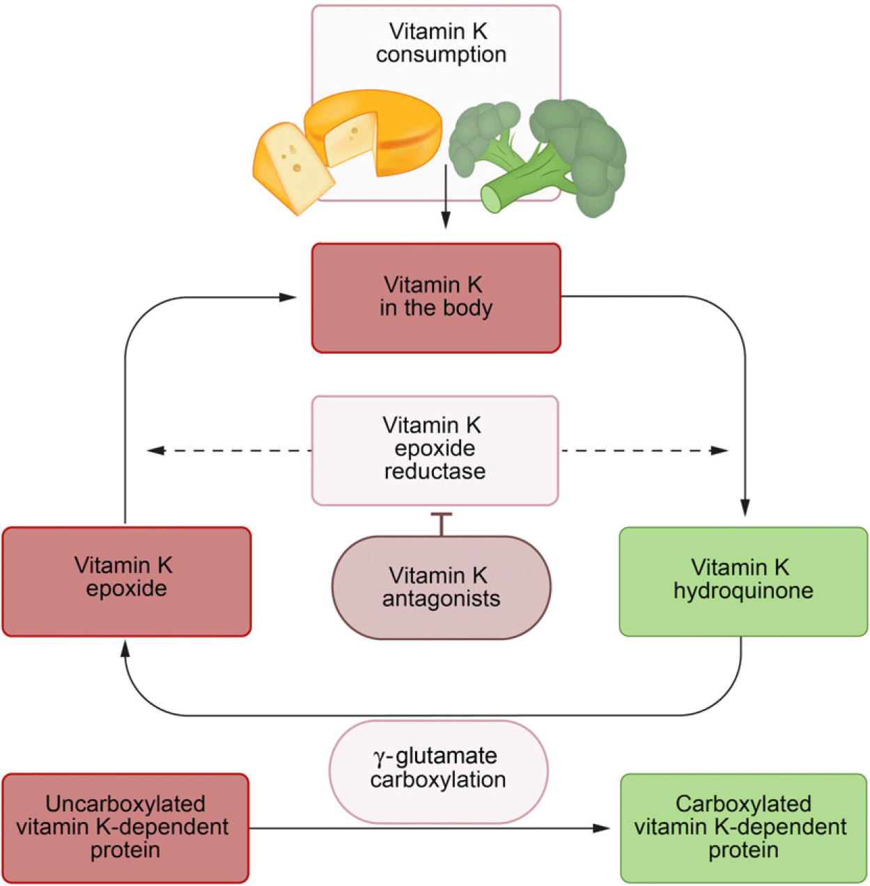 Vitamin K metabolism as the potential missing link between lung damage