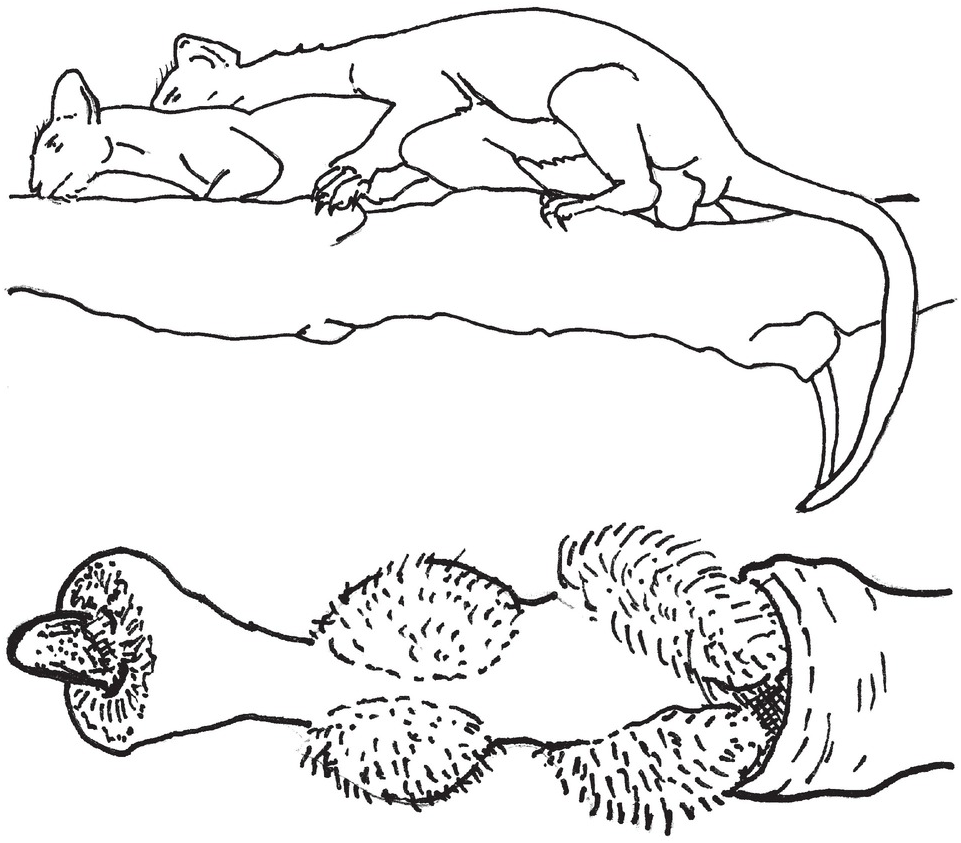 Phallic Structure and Function (Chapter 5) - Mammalian Sexuality