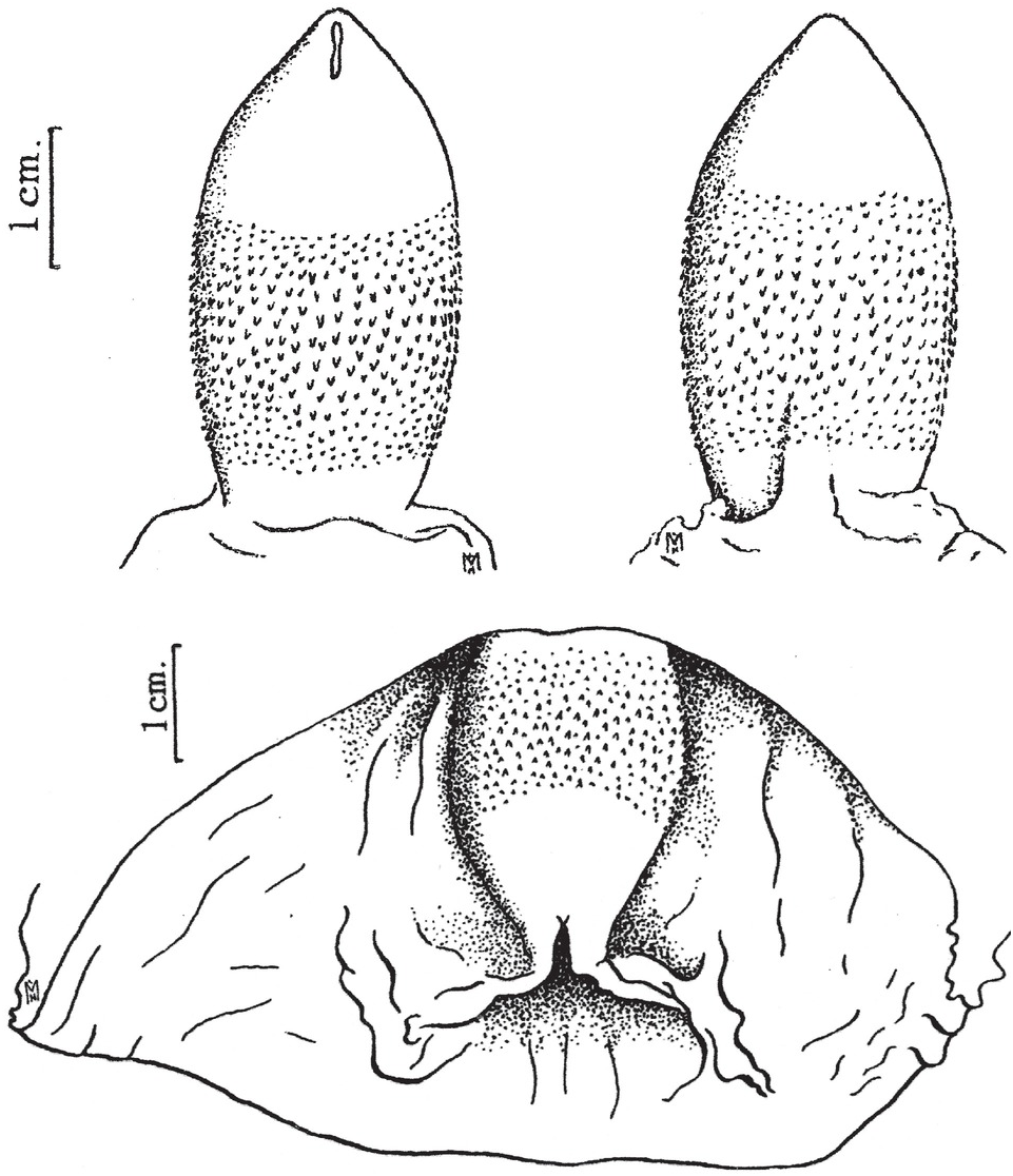 Phallic Structure and Function (Chapter 5) - Mammalian Sexuality