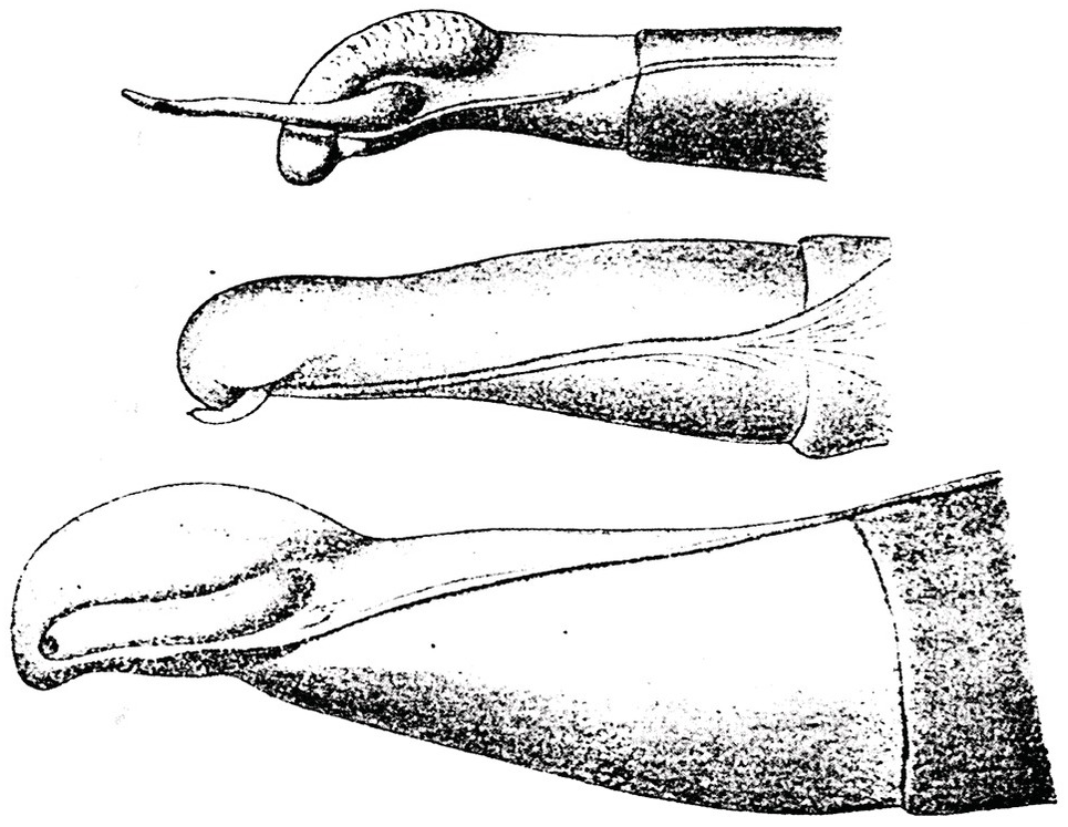 Phallic Structure and Function Chapter 5 Mammalian Sexuality