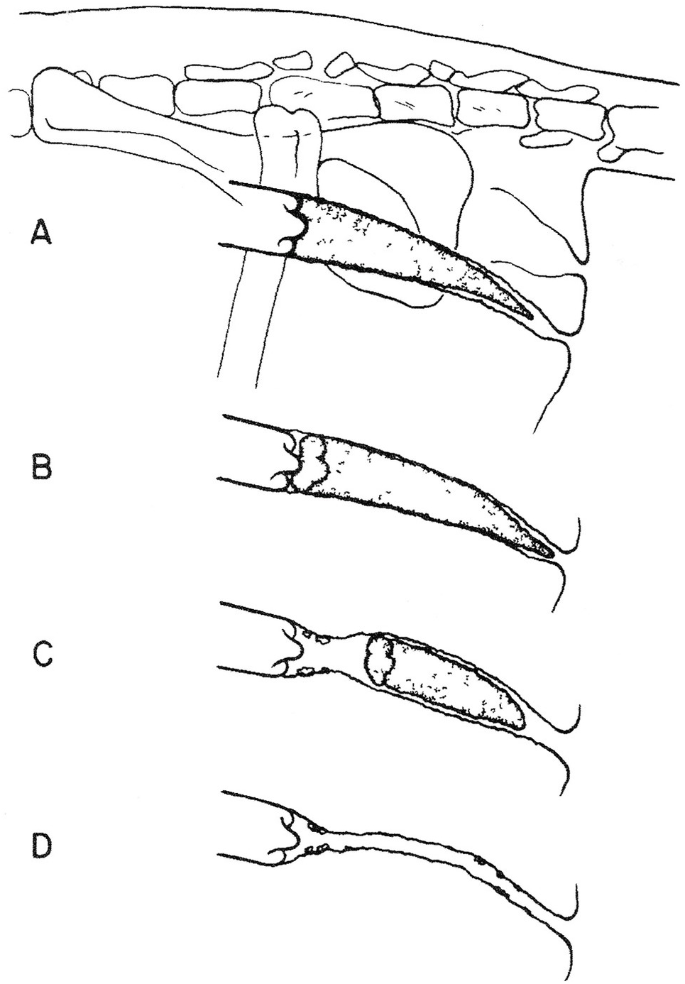 Phallic Structure and Function Chapter 5 Mammalian Sexuality